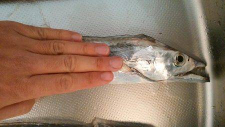 まだまだ太刀魚